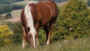 Un cheval broute dans un champ, avec un paysage vallonné en arrière-plan.