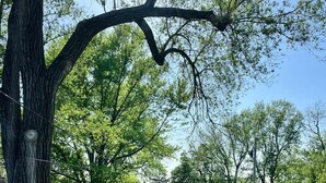 Une cour verdoyante avec un grand arbre, une table de pique-nique et des maisons en arrière-plan.