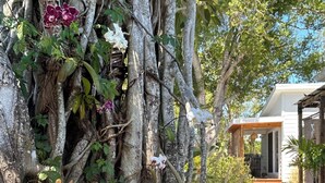Un jardin avec un arbre recouvert de lianes et de fleurs, un chemin de gravier et un bâtiment en arrière-plan.