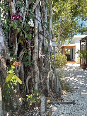 Exterior detail - Downtown Tropical Garden Studio close to everything (Sarasota)