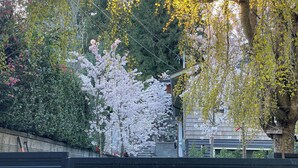 Un parque con cerezos en flor, un muro de piedra y un edificio al fondo.