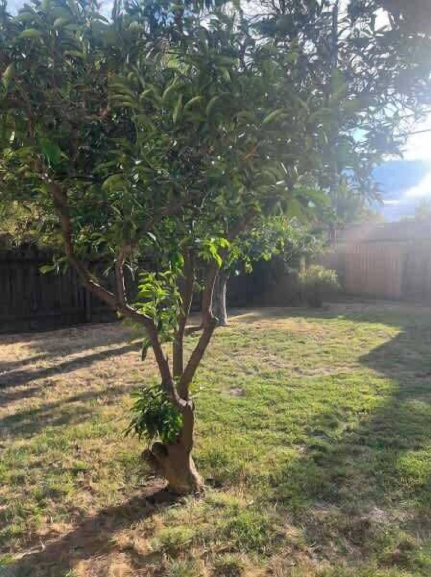 A tree in a yard with a wooden fence in the background.