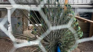 Um cacto com penas de pavão em um jardim com cerca de metal e estrutura de madeira ao fundo.