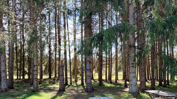 A picnic table in a forested area with tall trees. - Tempest Ranch Camp is perfect for nature lovers. Close to Watkins Glen. (Beaver Dams)