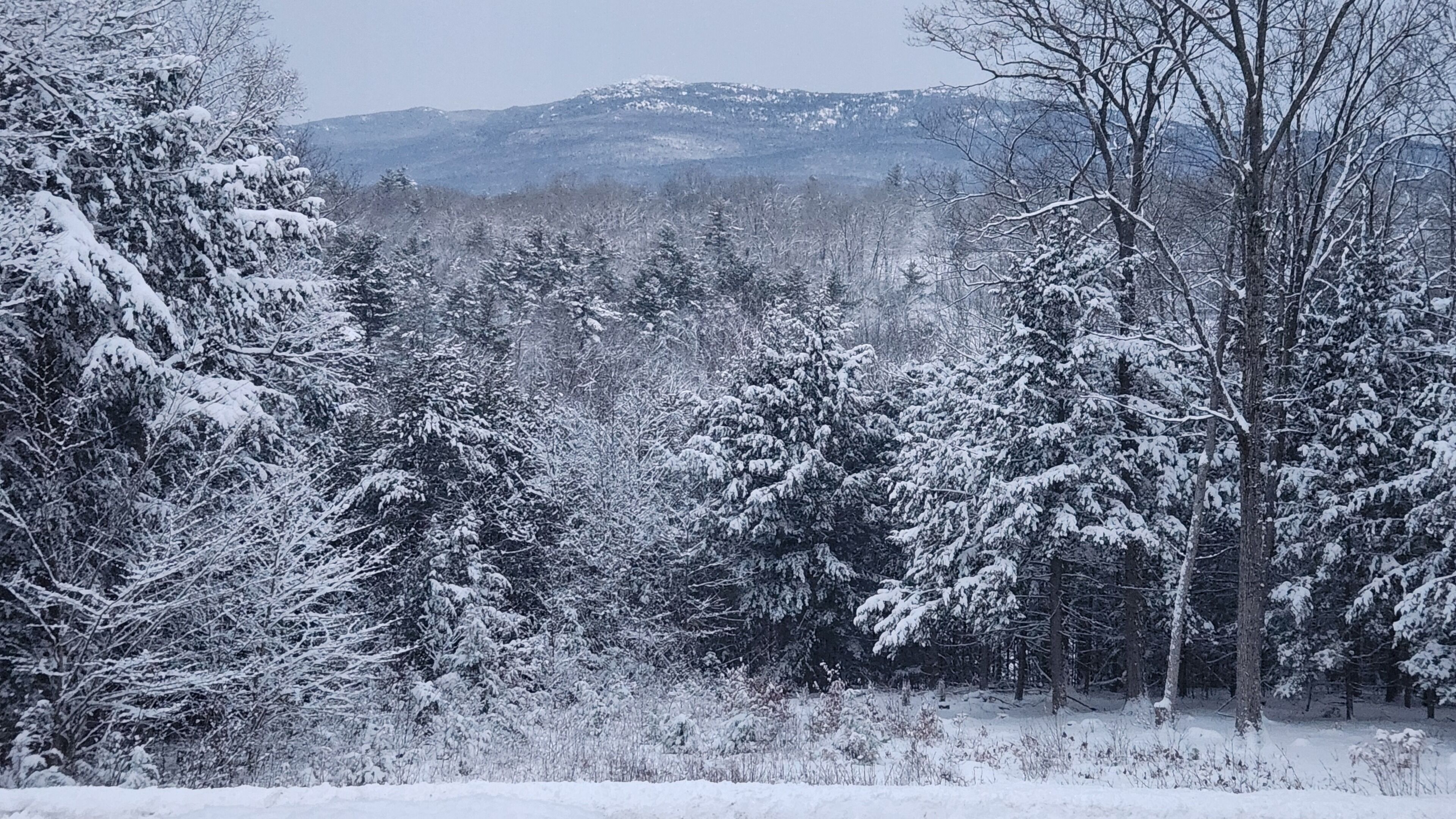 A snowy forest landscape with trees and mountains in the background.