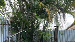 Un patio con una parrilla metálica, una silla de metal y una palmera.