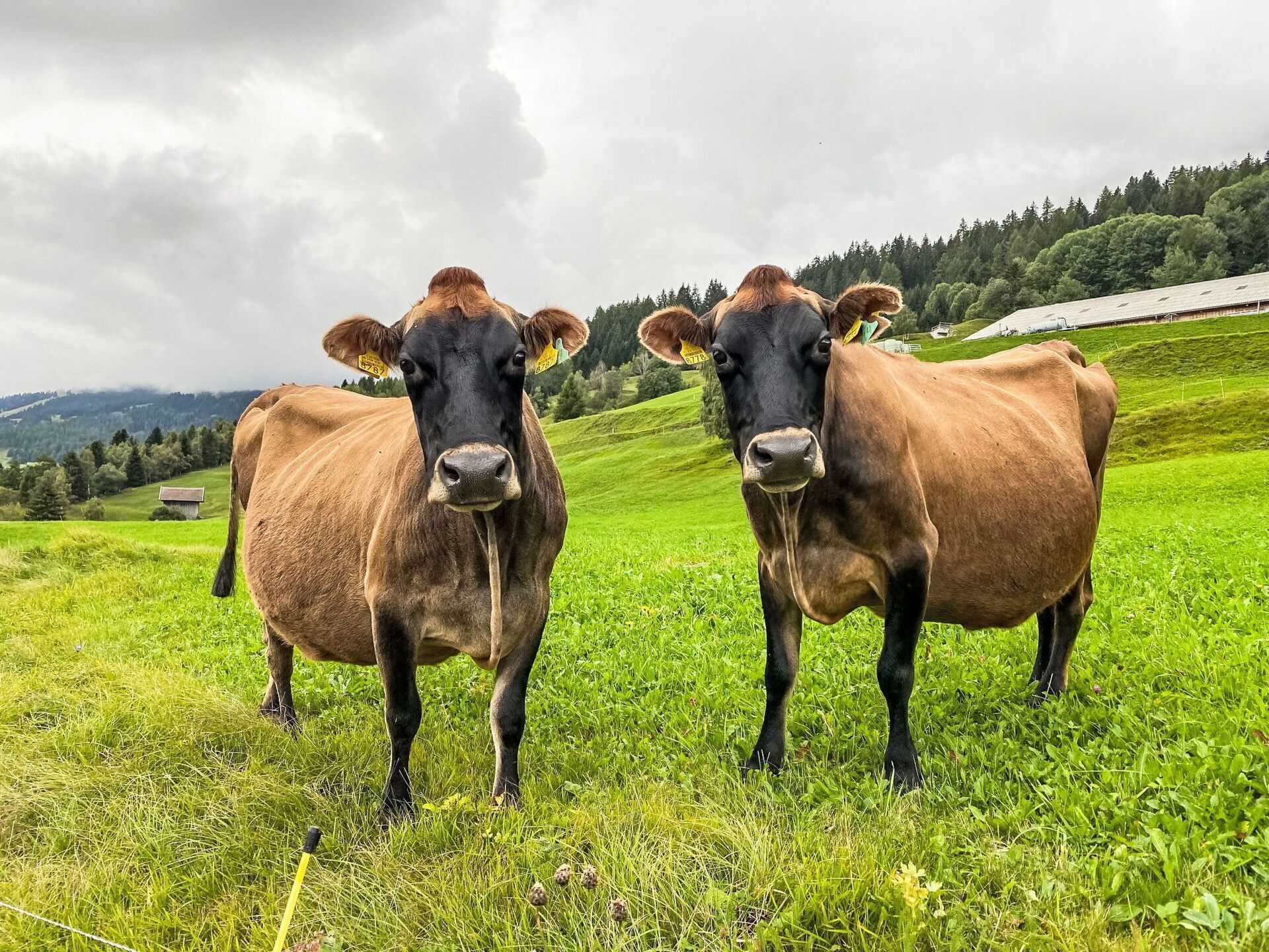 Two cows in a grassy field with a hilly landscape and a building in the background.