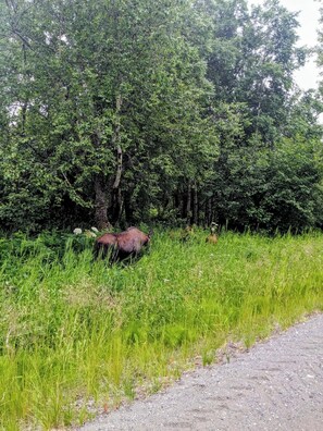 Miscellaneous - Charming 1-bedroom Cabin in Palmer perfect for a cozy getaway (Palmer)