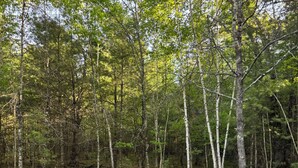 A fire pit with logs and flames, surrounded by four Adirondack chairs, set on gravel with a forest backdrop. - Fabulous 3-bedroom cabin in welcoming Webb Lake perfect for relaxing (WEBB LAKE)