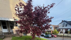 Eine gepflegte Wohnstraße mit einem Rasen, einem Baum mit roten Blättern und Häusern mit sichtbaren Fenstern und Türen.