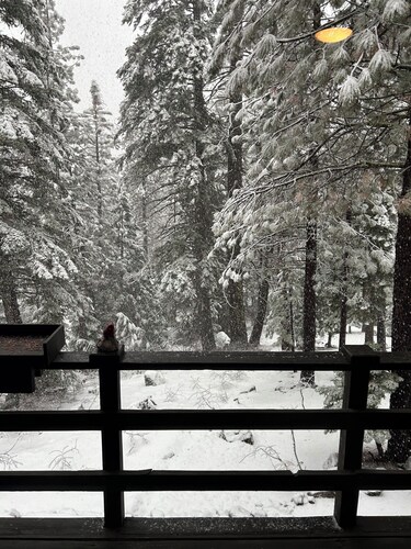 Peaceful Sequoia Forest Cabin