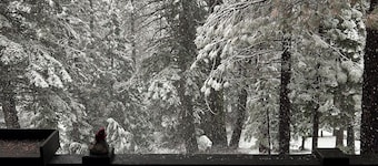Peaceful Sequoia Forest Cabin