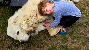 A person lying on the grass next to a large animal. - Enjoy your farm stay camping in a pasture amongst Llamas Alpacas & Sheep. (Port Angeles)