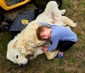 Pet-friendly - Enjoy a tent in pasture amongst Llamas Alpacas & Sheep & feeding on our farmstay (Port Angeles)