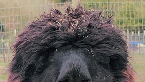 A black animal with a thick, dark mane standing in an outdoor area with a fence and trees in the background. - Enjoy your farm stay camping in a pasture amongst Llamas Alpacas & Sheep. (Port Angeles)