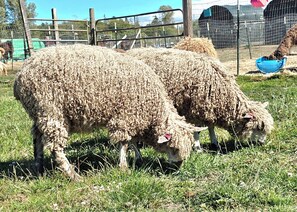 Miscellaneous - Enjoy a tent in pasture amongst Llamas Alpacas & Sheep & feeding on our farmstay (Port Angeles)