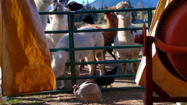A view through a green metal gate with llamas and a turkey inside a fenced area, with mountains in the background. - Enjoy your farm stay camping in a pasture amongst Llamas Alpacas & Sheep. (Port Angeles)
