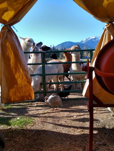 Enjoy a tent in pasture amongst Llamas Alpacas & Sheep & feeding on our farmstay
