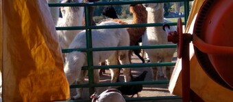 Enjoy a tent in pasture amongst Llamas Alpacas & Sheep & feeding on our farmstay