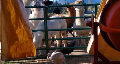 Enjoy a tent in pasture amongst Llamas Alpacas & Sheep & feeding on our farmstay
