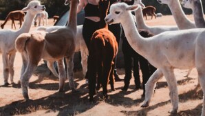 A group of llamas and alpacas in a dry, open area with sparse vegetation and trees in the background. - Enjoy your farm stay camping in a pasture amongst Llamas Alpacas & Sheep. (Port Angeles)