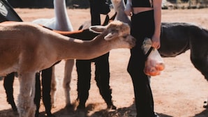 A person interacting with llamas in an outdoor setting. - Enjoy your farm stay camping in a pasture amongst Llamas Alpacas & Sheep. (Port Angeles)