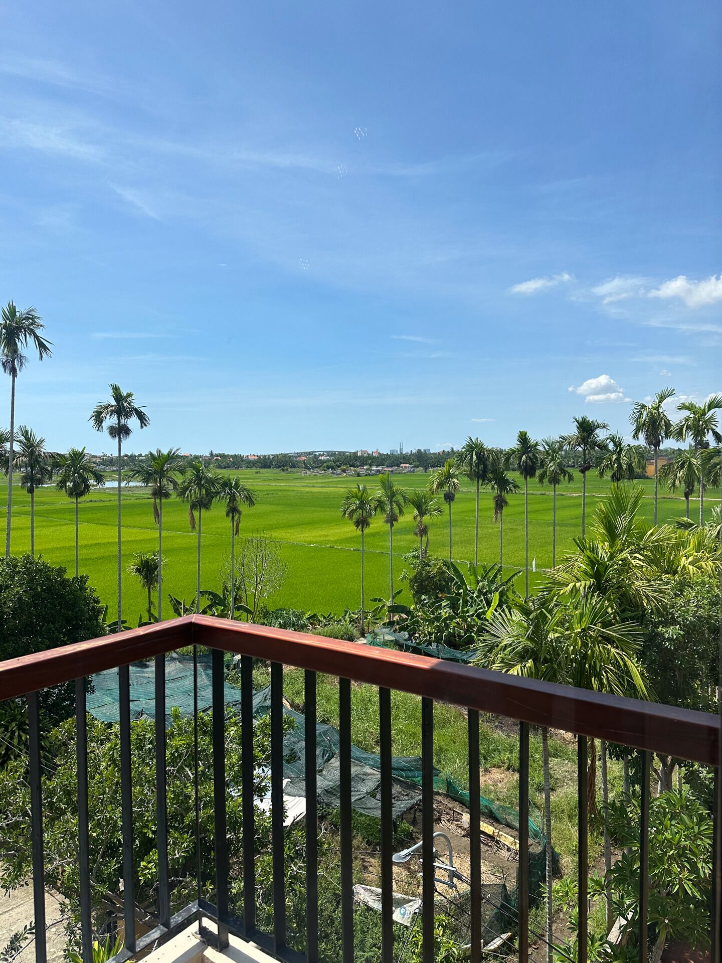 Vista desde un balcón con barandilla, sobre un campo verde con palmeras y el horizonte de una ciudad a lo lejos.