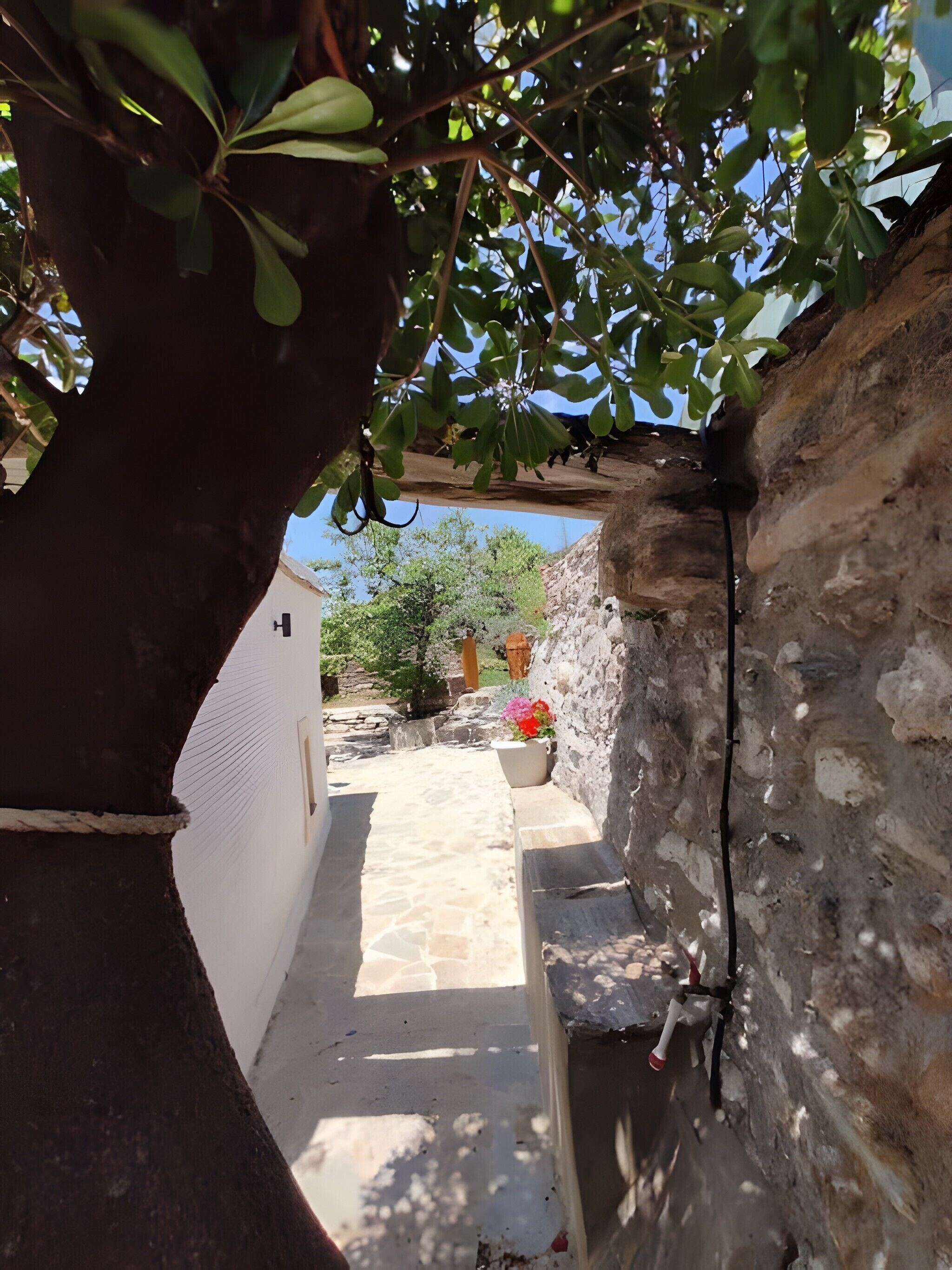 A narrow stone pathway leading to a building with a white exterior and a tree with green leaves overhead.