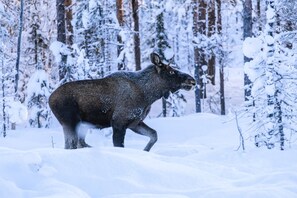 Miscellaneous - Welcome to Fagelfors in the heart of Smaland Kalmar Län, southern Sweden. (Fagelfors)