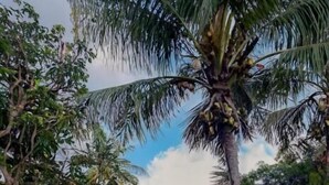 A building with a paved entrance, surrounded by greenery and palm trees. - Sand & Sea Villa  (Negombo)