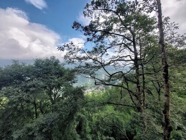A dense forest with tall trees and a clear sky.