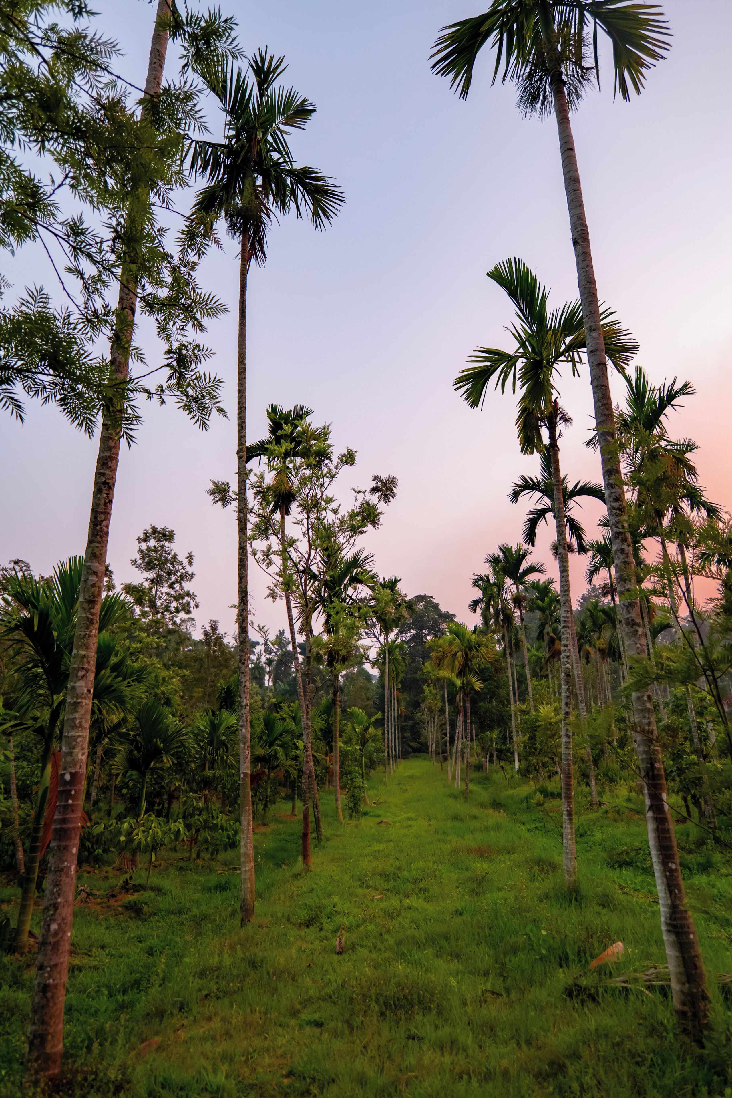 A natural landscape with tall palm trees and a grassy path.