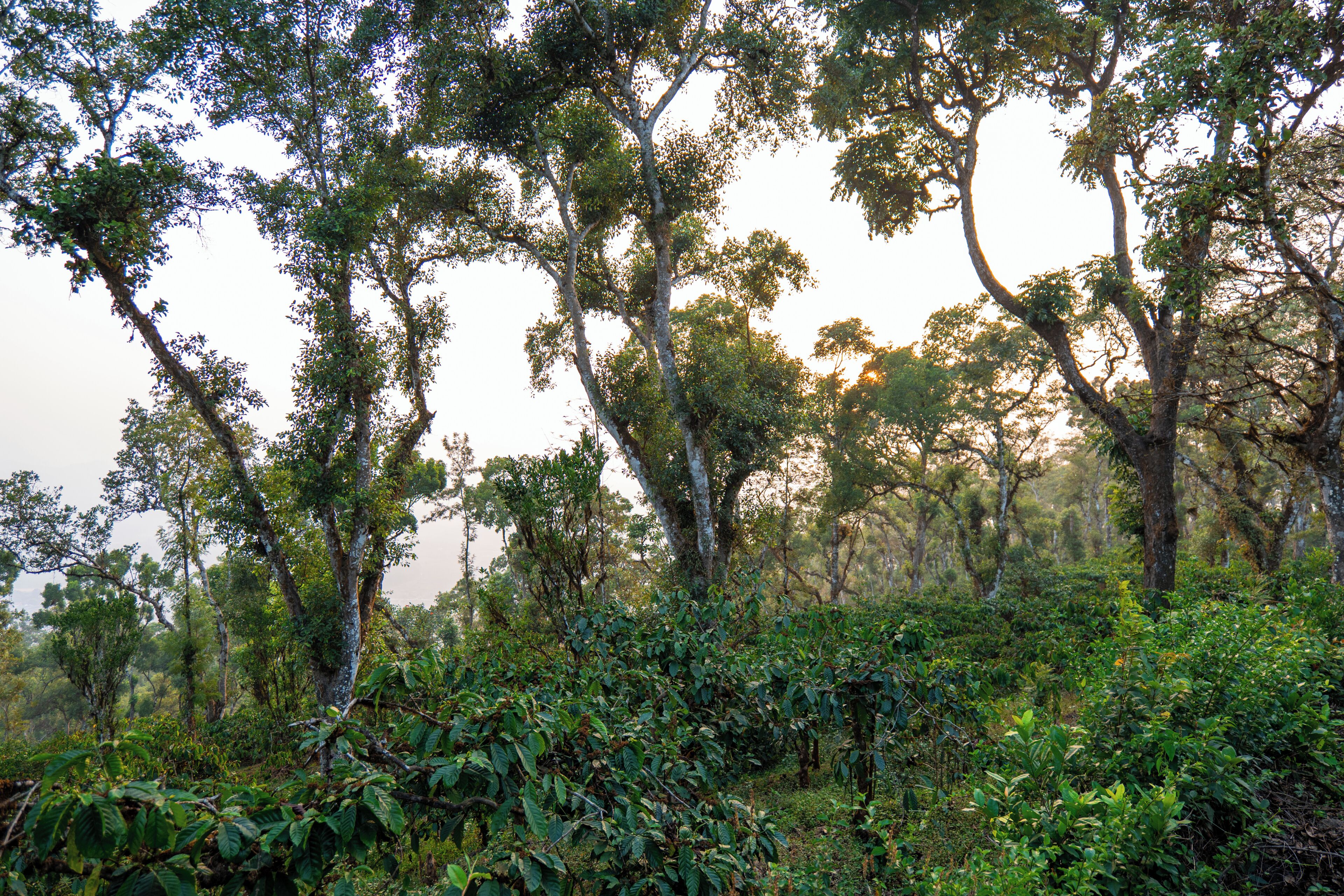 Une forêt dense, avec de grands arbres et un sous-bois touffu.