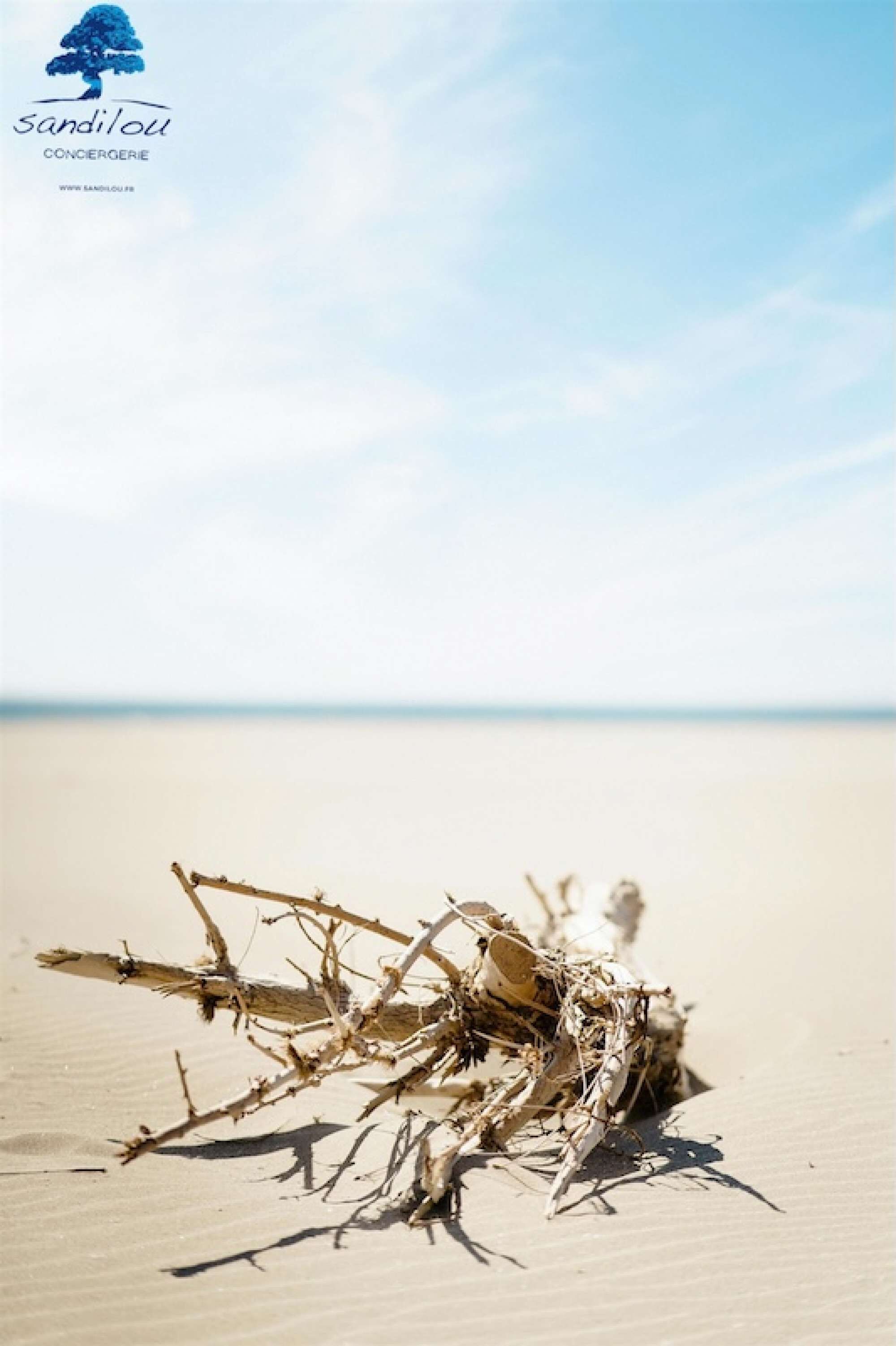 A branch on a sandy surface with a clear sky in the background.
