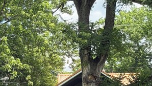 Una casa con un árbol grande frente a ella, un muelle y un patio cubierto de césped.
