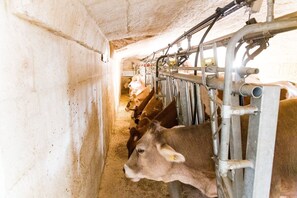 Miscellaneous - Apartment 'Lamapecora' with Wi-Fi and Air Conditioning (Fasano)