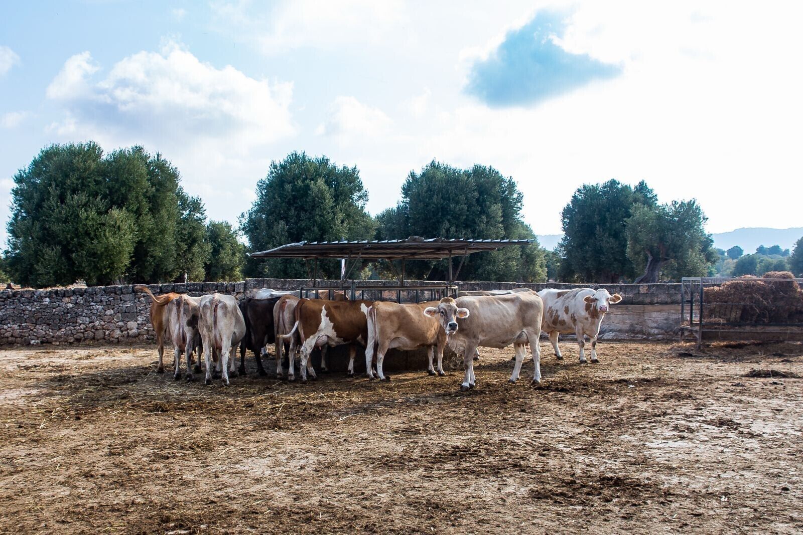 A group of cows in a fenced area with a stone wall and trees in the background.