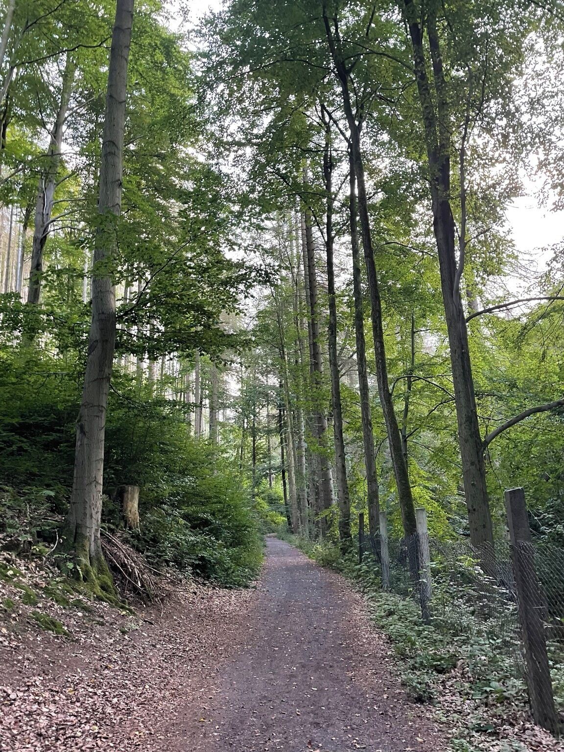 A forested path with tall trees and a dirt trail.