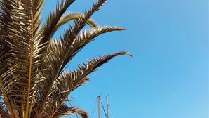 Ein Yachthafen mit mehreren dort angestückten Yachten, eine Palme im Vordergrund und ein klarer, blauer Himmel.