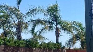 A swimming pool with a ladder, surrounded by palm trees and a wooden fence. - El Palmar Paradise . (El palmar, Vejer de la frontera)