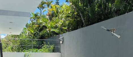 Una piscina con borde de baldosas, rodeada por un muro bajo y abundante vegetación.