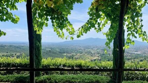 Un vigneto con file di viti e una catena montuosa all'orizzonte.
