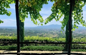 A vineyard with rows of grapevines and a distant mountain range. - Apartment in farmhouse, nestled in olive grove, 15 minutes from Lucca (Capannori)