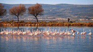 Un cuerpo de agua con flamencos.