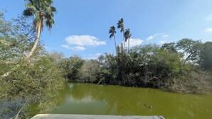 Vista desde una terraza de madera con vista a una masa de agua, vegetación densa y altas palmeras.