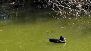 Dos patos nadando en el agua, con una rama de árbol al fondo.