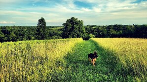 A dog walking through a field with trees in the background. - Cozy Tiny House on Working Farm, for Fun Glamping Trips in Kentucky (Owenton)