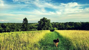 Een hond loopt door een veld met bomen op de achtergrond.