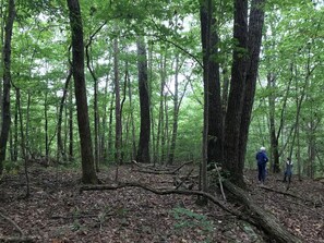 A forested area with tall trees and a ground covered in leaves and branches.