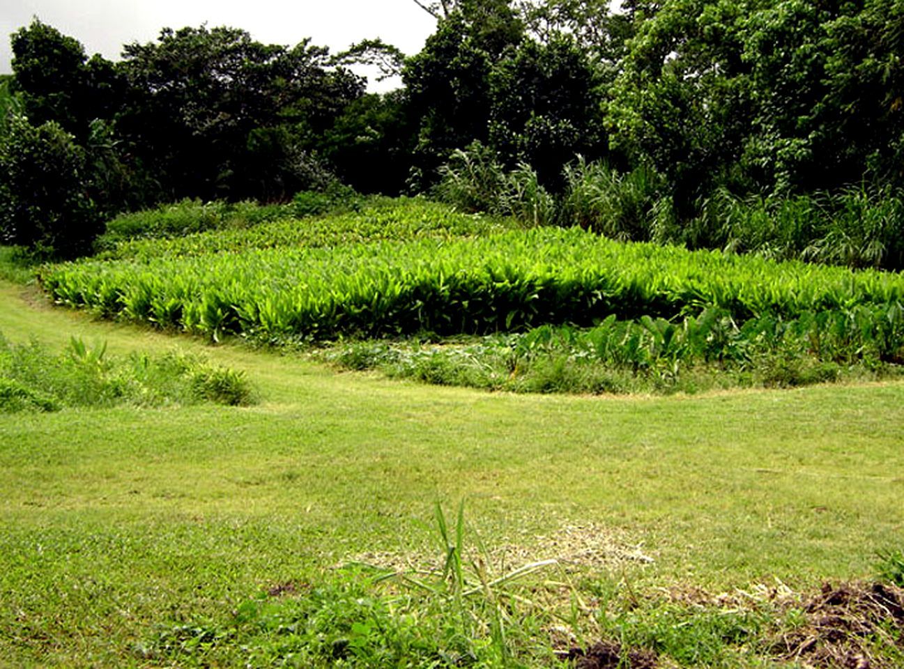 A grassy field with dense vegetation and trees in the background.